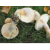 Мицелий Волнушки белой (Lactarius pubescens)